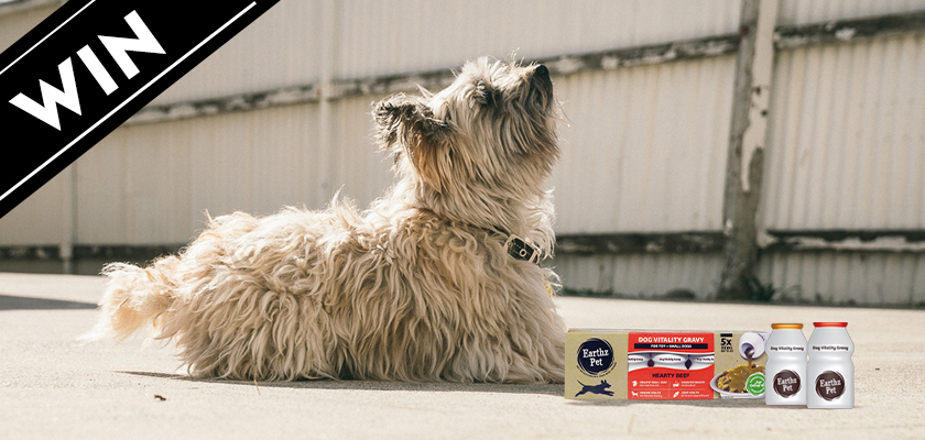 Earthz Pet Black Box Reviews Contest Banner