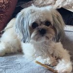 Profile picture of Shonalee