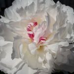 Profile picture of Kaye Erickson