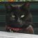 Profile picture of Sheryl Bavister