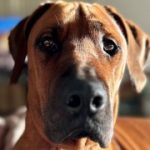 Profile picture of Odette