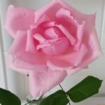 Profile picture of Irene Wright
