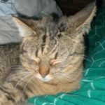 Profile picture of Sarah Rowe
