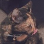 Profile picture of Gabriella Chastity Wharepouri