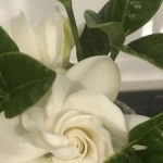 Profile picture of joan sycamore