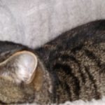 Profile picture of Juliette Matthews