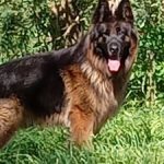 Profile picture of Daxa Maisuria