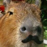 Profile picture of Peter Pan