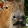 Profile picture of Peter Pan