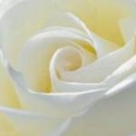 Profile picture of Sugar Moon