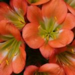 Profile picture of Gina