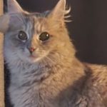 Profile picture of Brenda Leonard