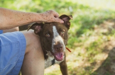 7 Simple Life Hacks Every Dog Owner Should Know