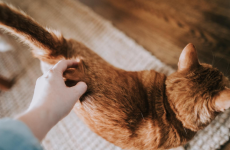 What Your Cat Is Telling You With Their Tail
