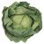 Fresh Produce Cabbage Whole