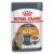 Royal Canin Intense Beauty in Jelly Cat Food