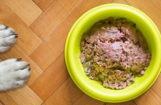 How To Transition Your Dog to Wet Dog Food